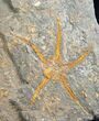 Large Ordovician Ophiura Brittle Star Plate #7814-2